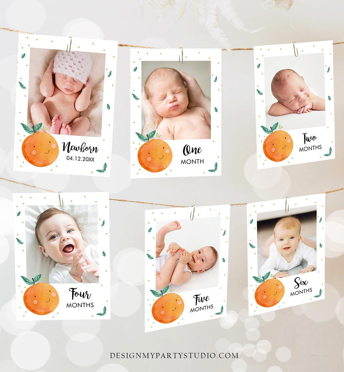 Editable Little Cutie Monthly Photo Banner Boy Girl Birthday Oranges Citrus Cuties Clementine Decor Digital Download Template Printable 0330