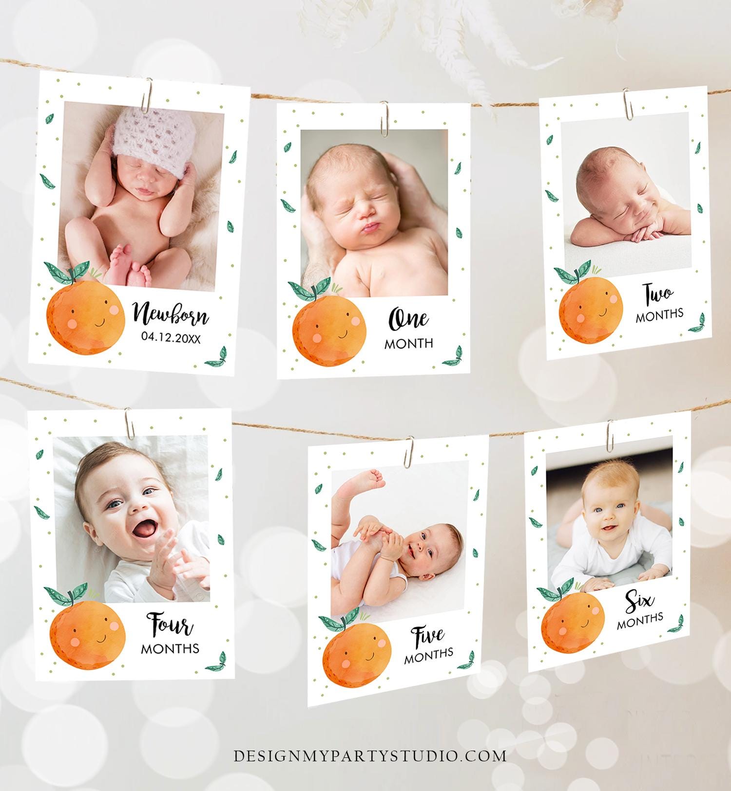 Editable Little Cutie Monthly Photo Banner Boy Girl Birthday Oranges Citrus Cuties Clementine Decor Digital Download Template Printable 0330