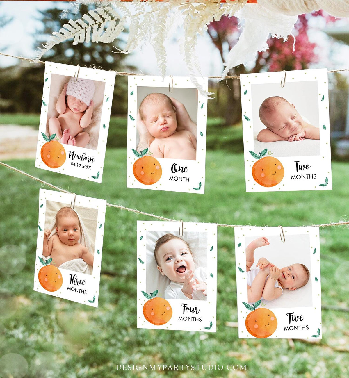 Editable Little Cutie Monthly Photo Banner Boy Girl Birthday Oranges Citrus Cuties Clementine Decor Digital Download Template Printable 0330